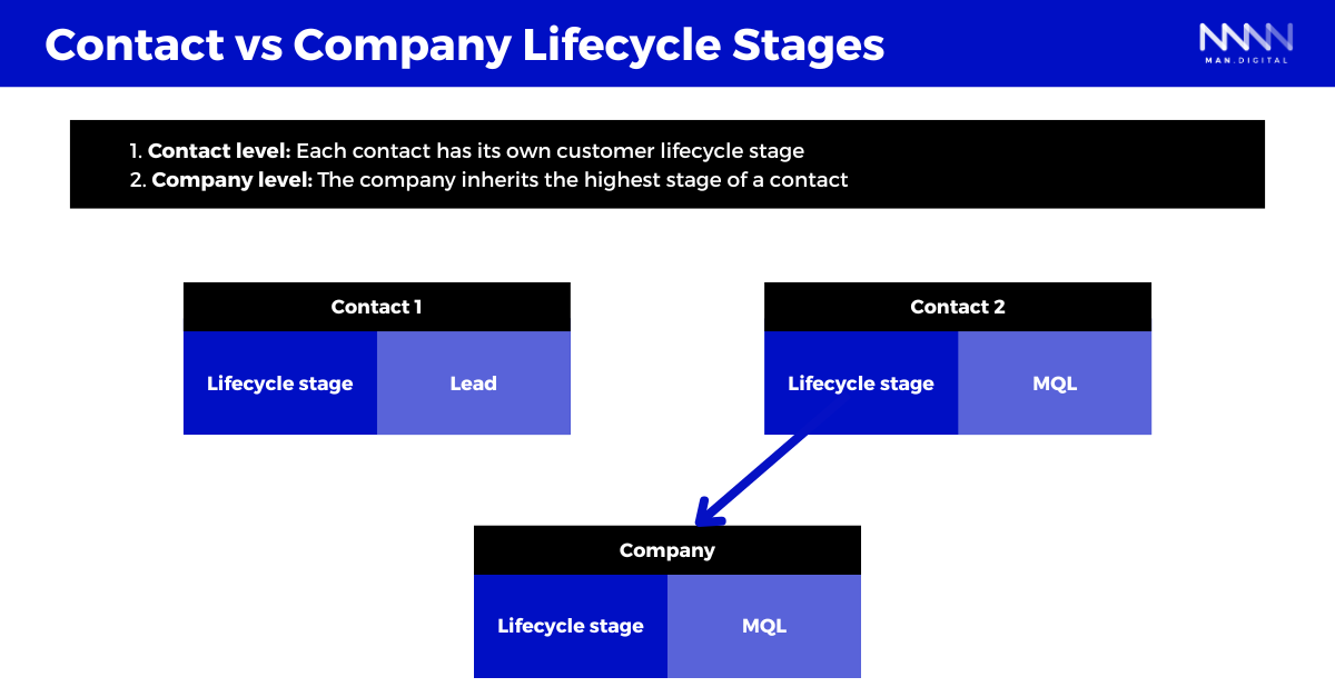 Contact vs Company Lifecycle Stages